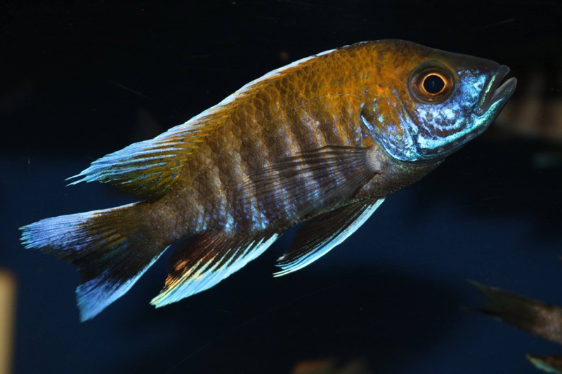 Aulonocara jacobfreibergi 'Makokola Reef'